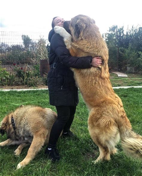 Caucasian shepherd dog price - Caucasian Shepherd Dog is relatively large in size at an average height of 29 inches and a weight of 180 pounds. As for their name, it doesn’t belong to a particular human race, but its name is given after Kavkaz, a mountain range in Eastern Europe. Price in …